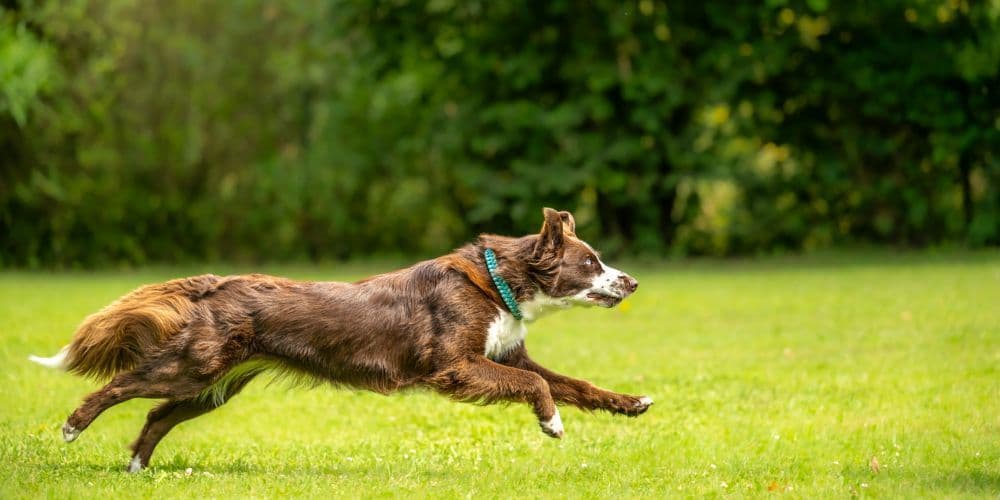 Pet Services in Los Angeles